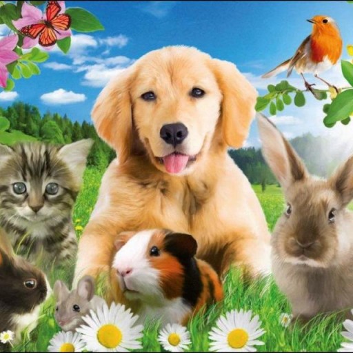 🐱Zoomarket на диване🐶